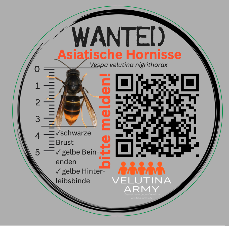 Velutina Army Sticker 40mm