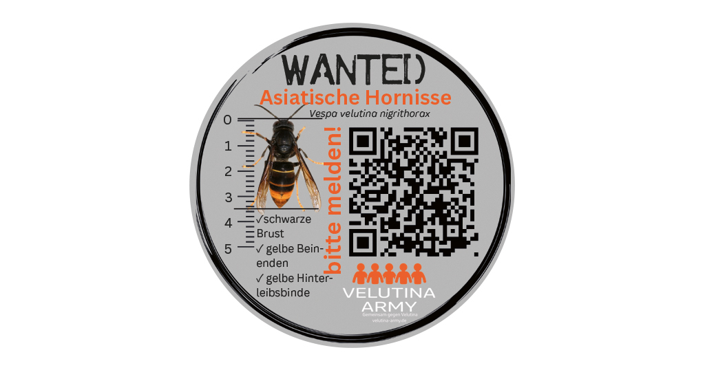 Velutina Army Sticker 40mm